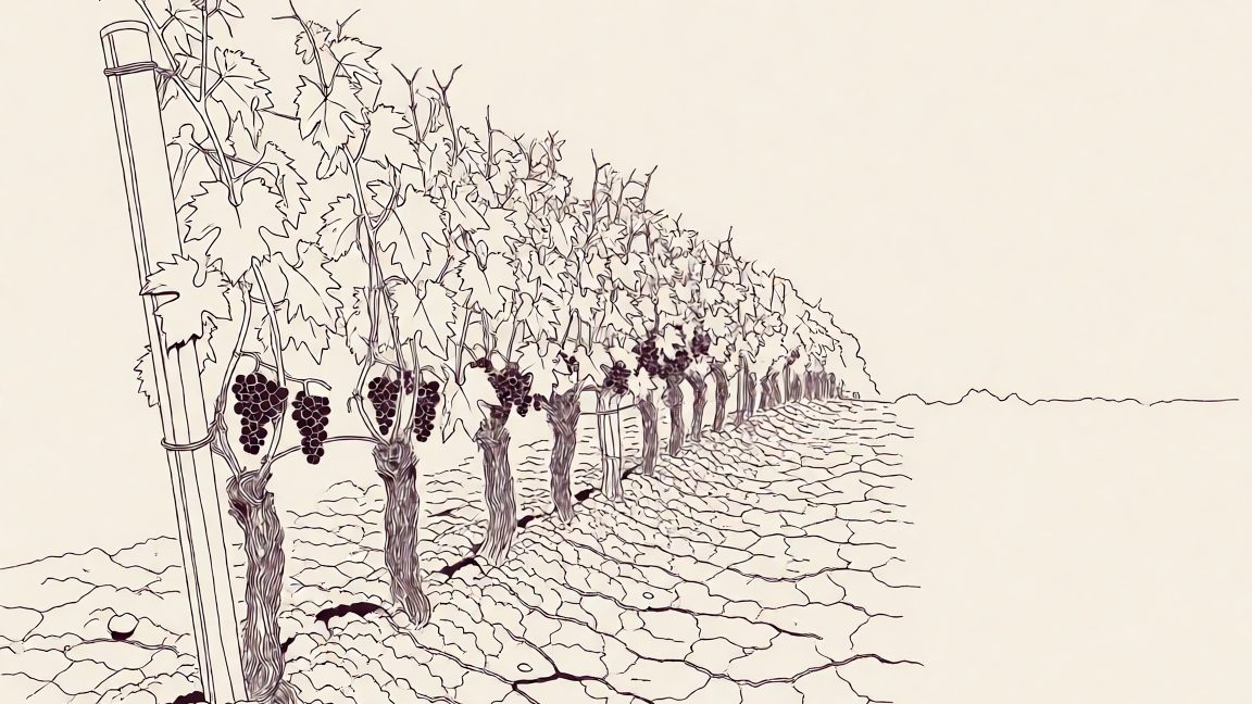 Dry, cracked soil and wilted grapevines in a Médoc vineyard near Bordeaux